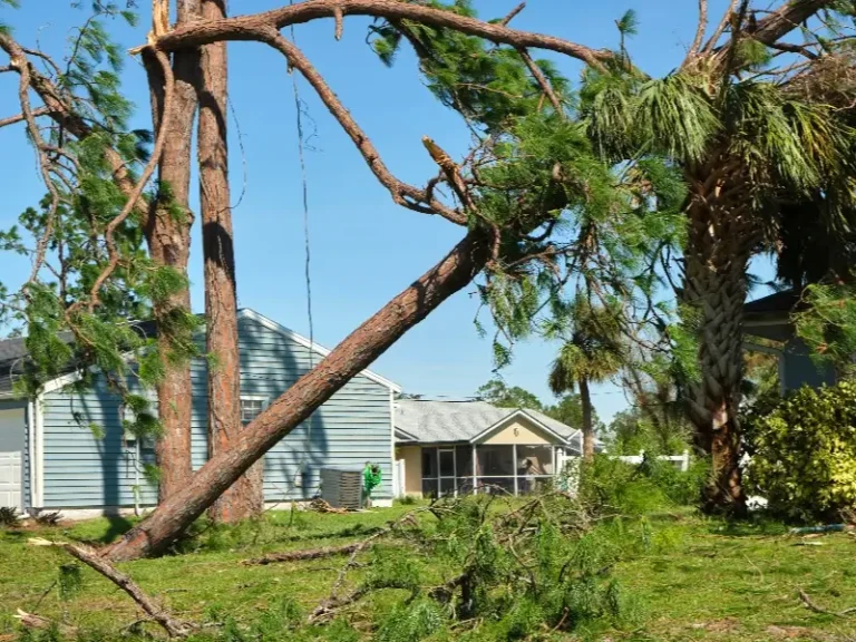 Large tree broken and leaning over in a residential yard with houses in the background.