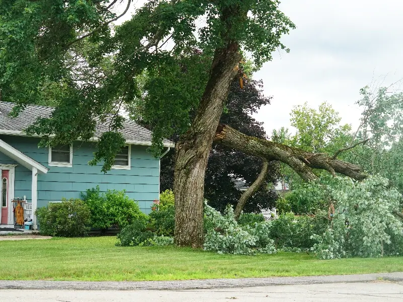 Large tree branch broken and fallen near a blue house with green lawn.